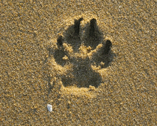 Paws In Sand